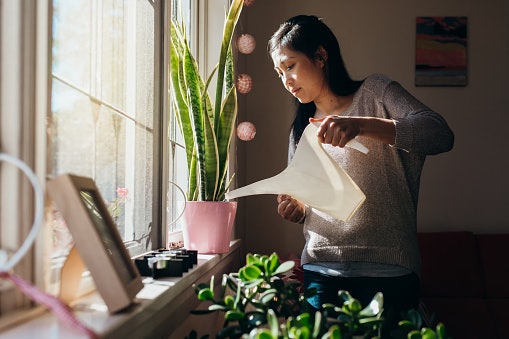 Assess the Space Where You Will Put the Plants