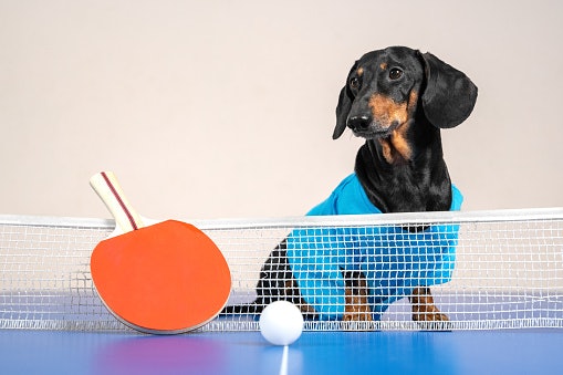 Nets Are an Important Part Of the Table