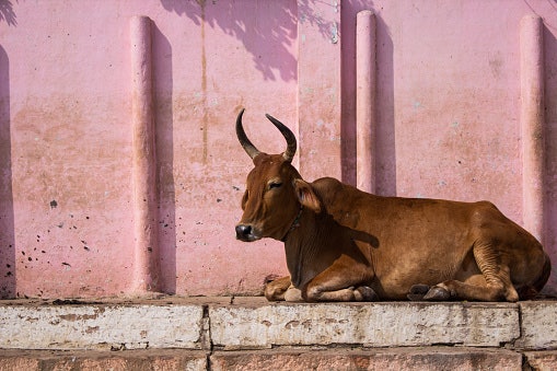 Ghee From Desi Indian Cow Is Safer Than Jersey and Holstein Friesian