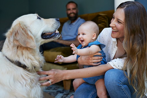 Consider Plants That Are Safe With Pets Around