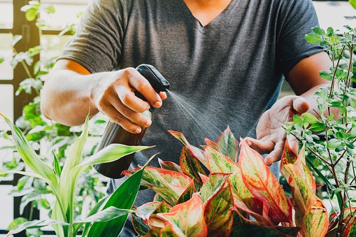 Protect Your Plants From Pests Using Neem Oil