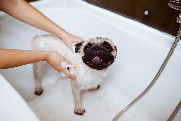 Consider the Product That is Safe For Your Dog’s Age