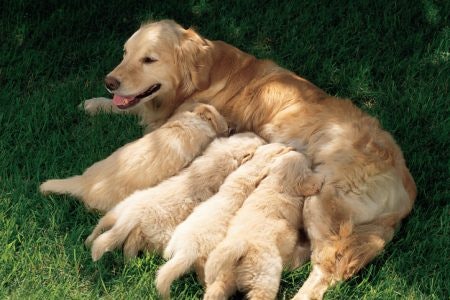 Pregnant and Lactating Dogs Need More Food than Usual to Get Enough Nutrients