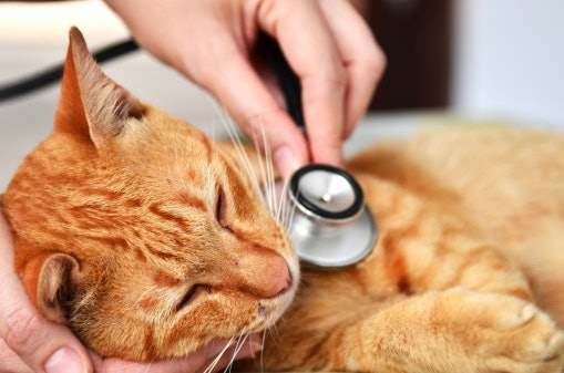 Find Out if They Attend Emergency Cases