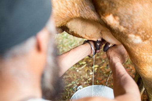 Decide If You'd Prefer Cow Ghee or Buffalo Ghee
