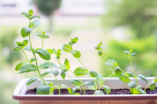 Make Room for Kitchen Garden