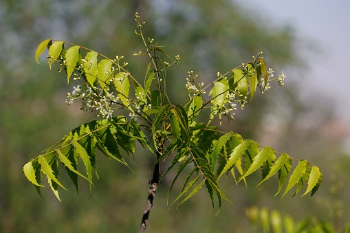 Use Neem Oil as a Natural Insect Repellent but Avoid N-Diethyl-Meta-Toluamide