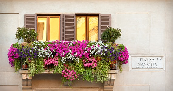 Choose Between Seasonal and Annual Flowers