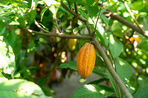 Select Natural Cocoa Powder for Higher Amount of Antioxidants