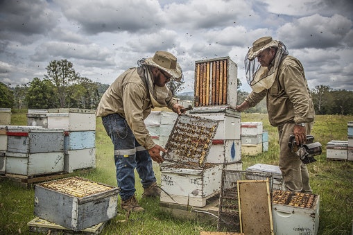 Region Specific Honey May Have Different Tastes