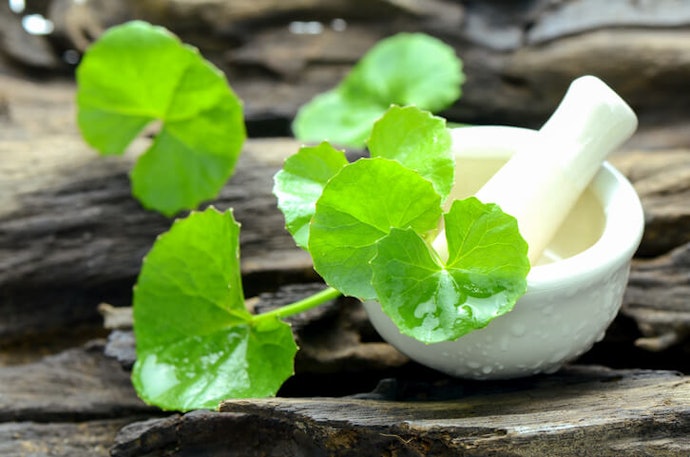 Brahmi Improves Blood Circulation in the Scalp