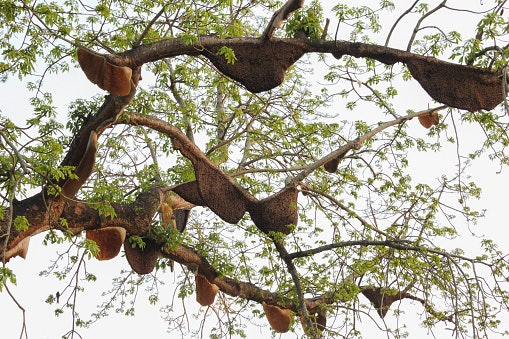 Wild Honey Has More Nutrients