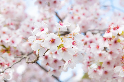 Select Flowers as per the Climate of Your Place