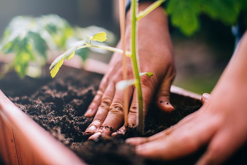 Get the Correct Soil