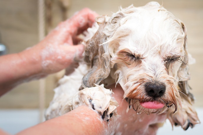 Standard Detangling Shampoo for Healthy, Carefree Dogs