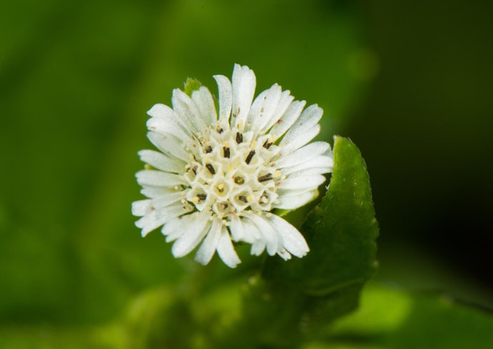 Bhringraj Was Used in Ayurveda to Treat Inflammation