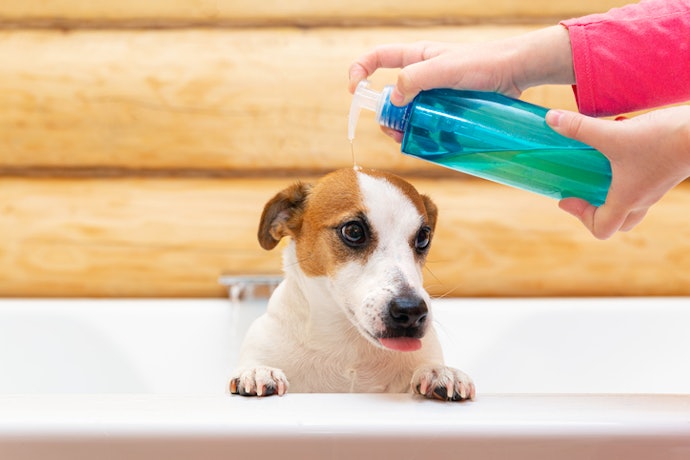 Pick a Hydrating Shampoo for Dogs With Dry Skin