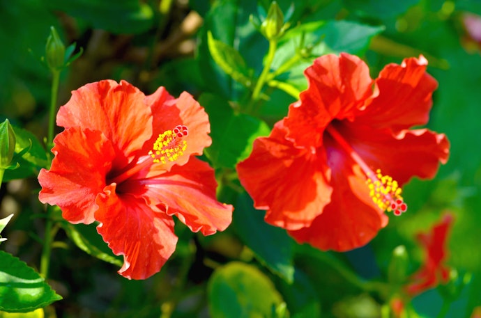 Give Hibiscus a Chance if You Have Sun-Damaged Black Hair