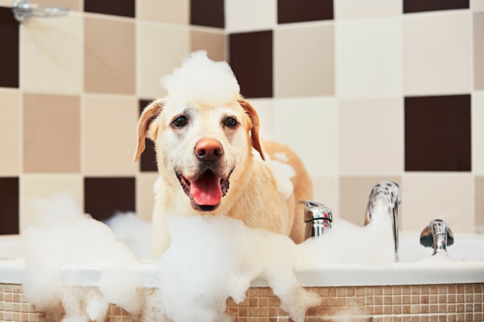 Go for Noncomedogenic Ingredients for Dogs With Oily Skin