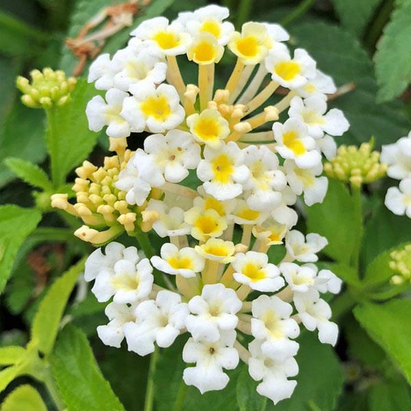 Lantana Camara  1