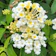 Nurserylive Lantana Camara 1