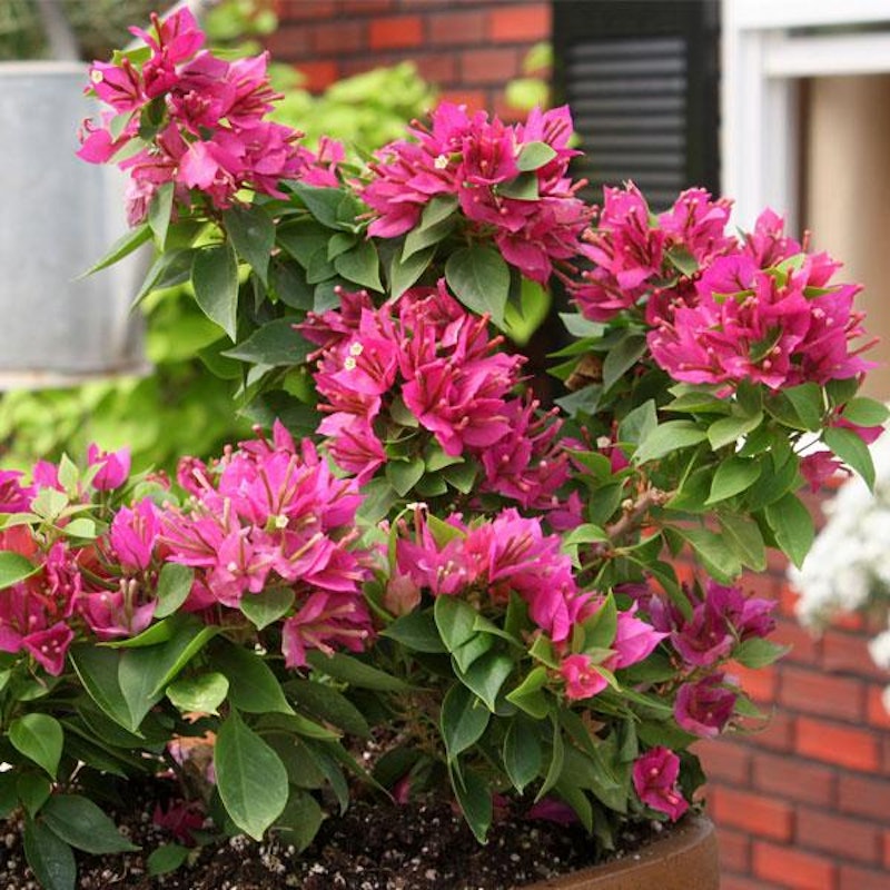 Bougainvillea Dwarf 1