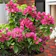 Nurserylive Bougainvillea Dwarf 1