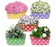 Solimo Rust-Free Hanging Planter 1