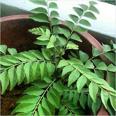 10 Best Home Garden Plants in India 2021(Kadi Patta, Hibiscus, and more) 3