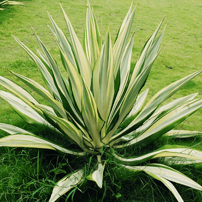 Furcraea Gigantea Striata 1