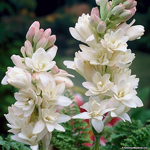Rajnigandha Flower 1