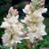 Kraft Seeds Store Rajnigandha Flower 1