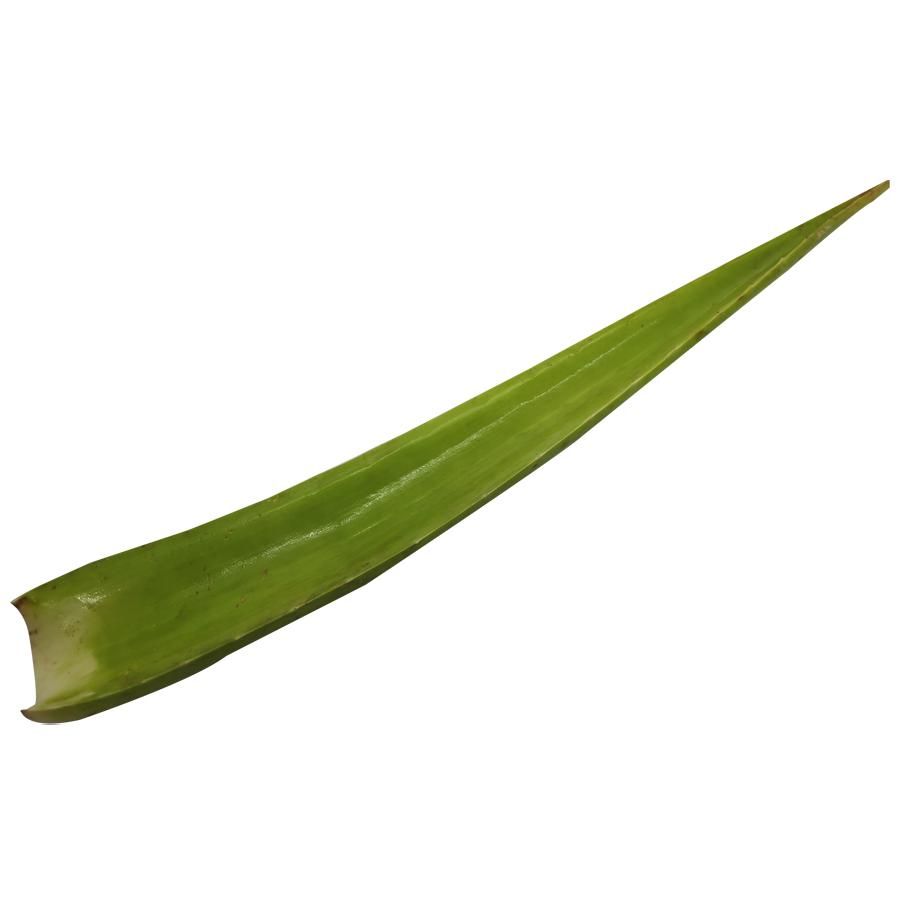 10 Best Aloe Vera Gels in India 2021 (WOW Skin Science, mamaearth, and more) 3