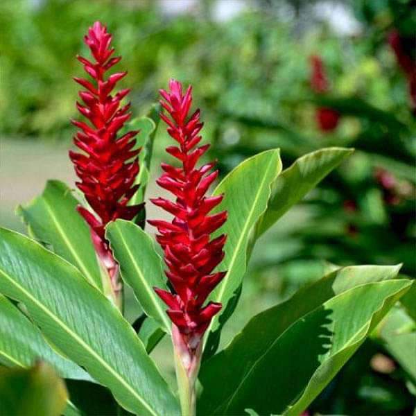 Alpinia Purpurata 1