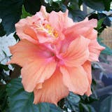 10 Best Flowering Plants in India 2021 (Damascus Rose, Kalanchoe, and more) 3