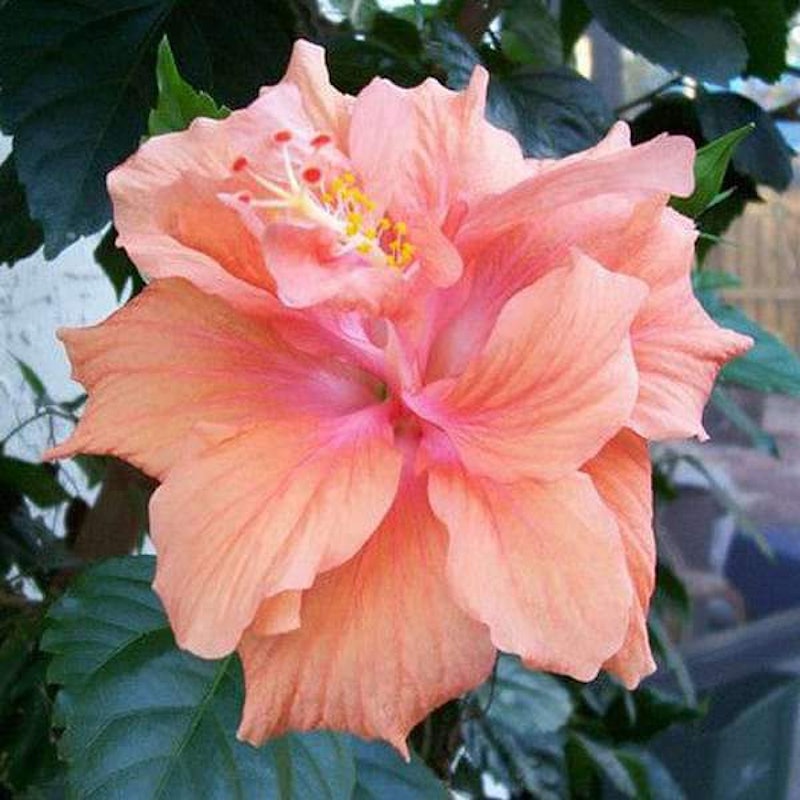 Hibiscus 1
