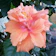 Nurserylive Hibiscus 1