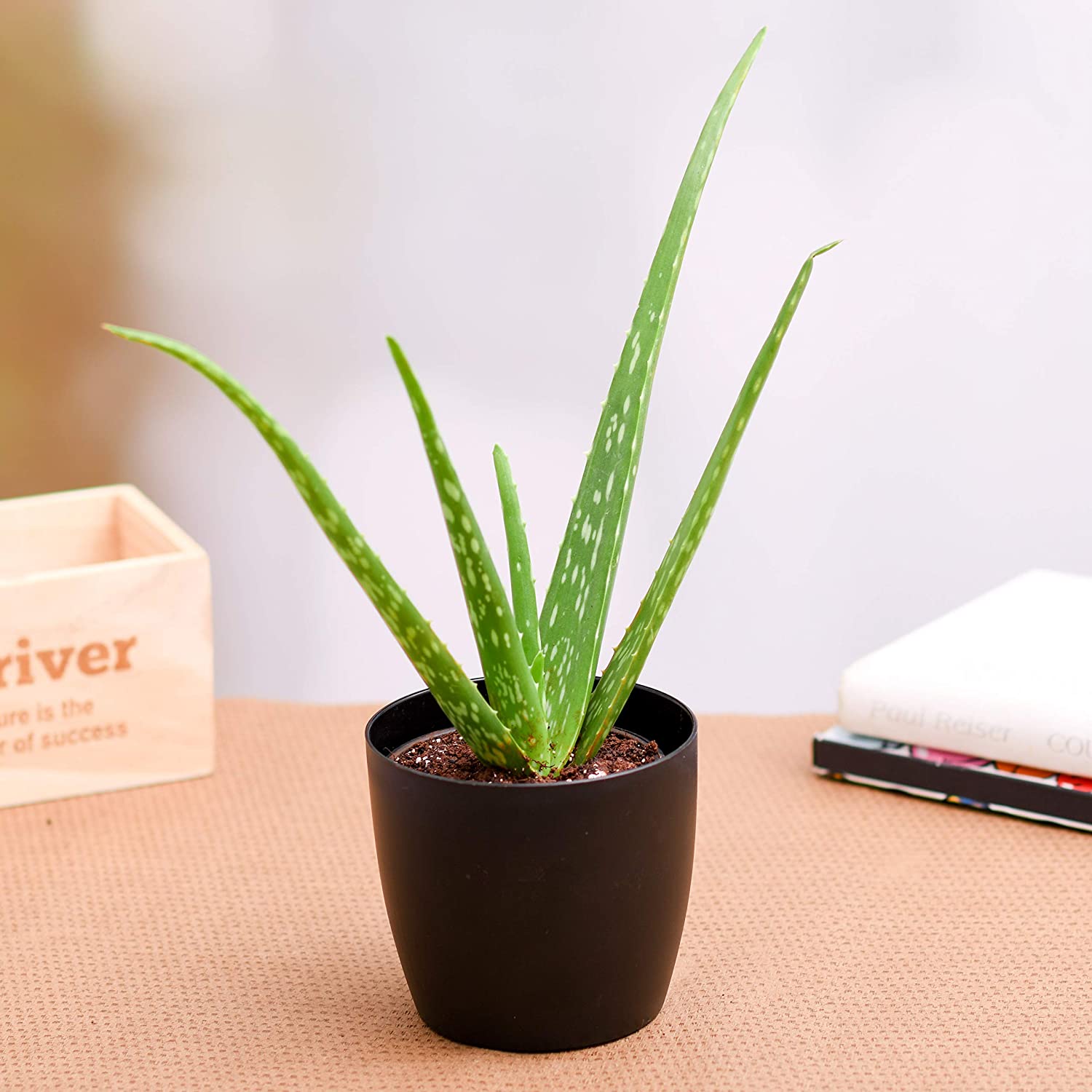 10 Best Indoor Plants in India 2021(Ugaoo, Plantsveda, and More) 4
