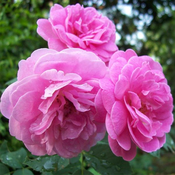 10 Best Flowering Plants in India 2021 (Damascus Rose, Kalanchoe, and more) 1