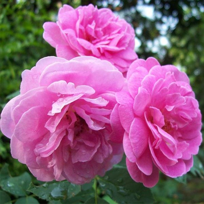 Damascus Rose 1