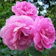 Nurserylive Damascus Rose 1