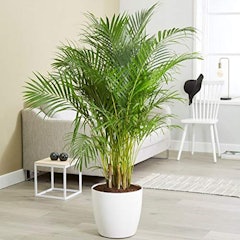 Areca Palm