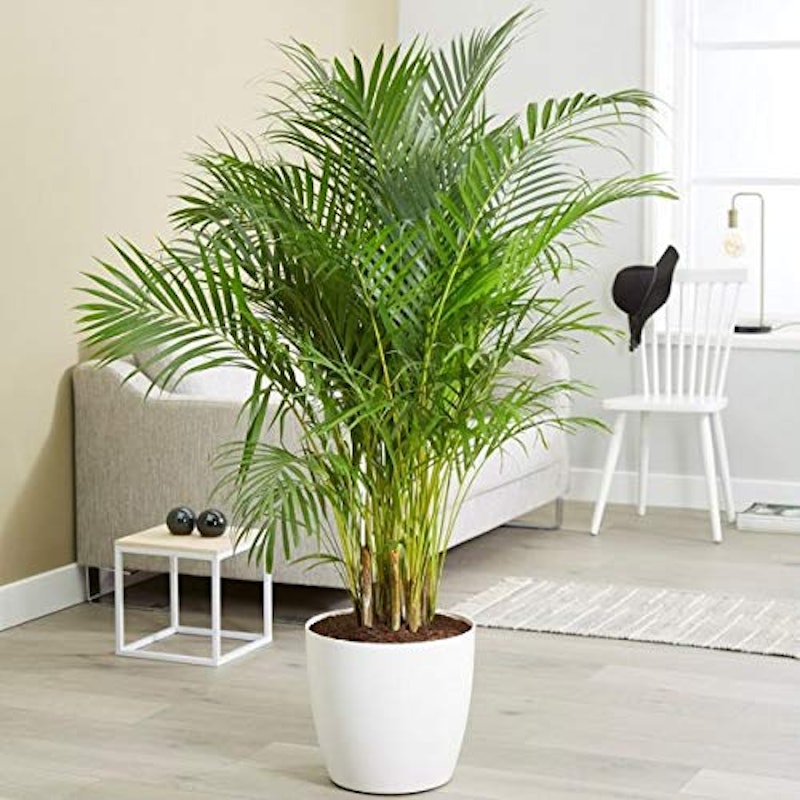Areca Palm 1