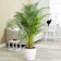 LushGreen Areca Palm 1