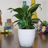 10 Best Indoor Plants in India 2021(Ugaoo, Plantsveda, and More) 3