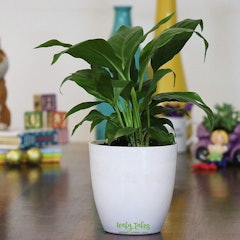 Peace Lily