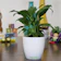 Leafy Tales Store Peace Lily 1