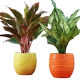 10 Best Pots for Plants in India 2021 (Ecofynd, Ugaoo, and more) 2