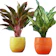 Leafy Tales Ceramic Flower Pot With Self Design Lines 1