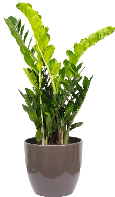 Zamioculcas Zamiifolia (ZZ Plant) 1